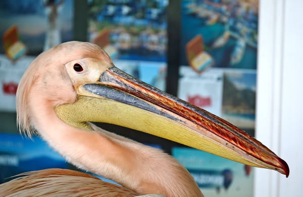 pelikan